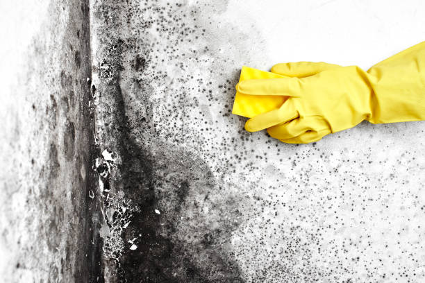 Reliable Boley, OK Mold Remediation Solutions