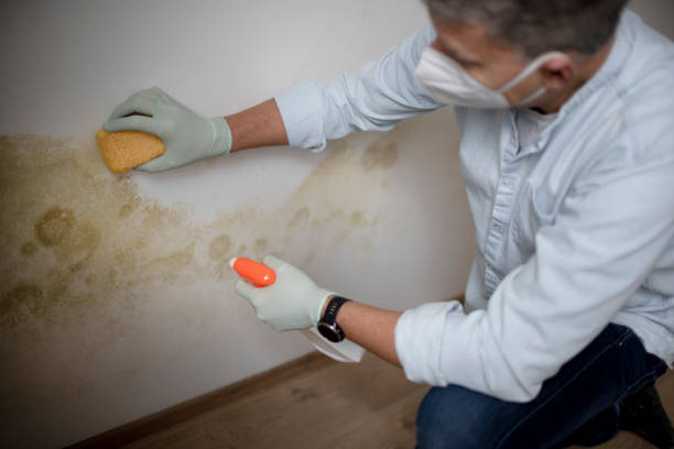 Best White Mold Remediation in Boley, OK