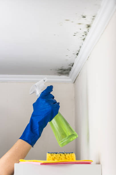 Best Basement Mold Remediation in Boley, OK